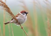 Feldsperling - Eurasian Tree Sparrow  (Passer montanus)